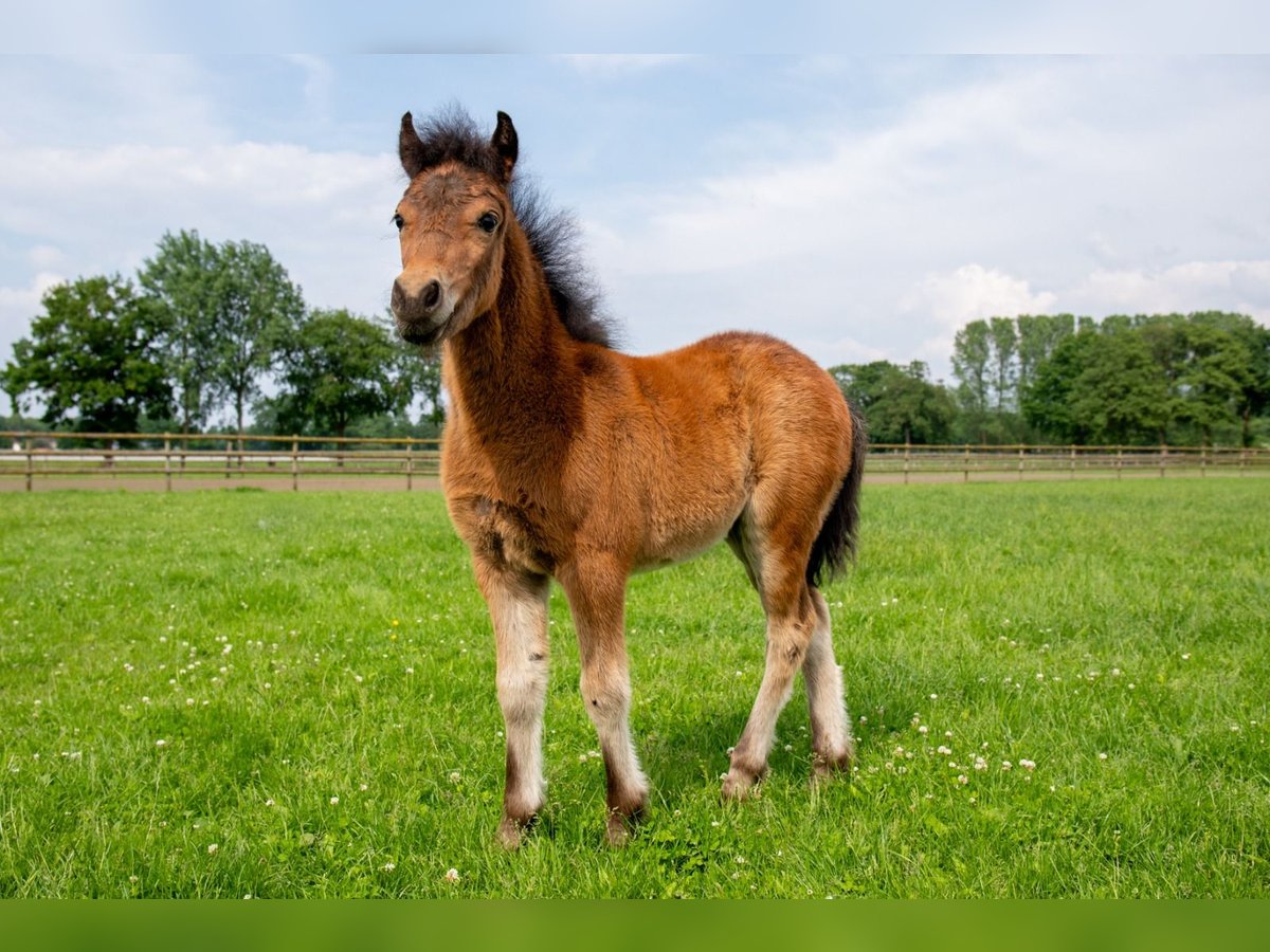 Dartmoor Pony Giumenta Puledri
 (04/2024) 127 cm Baio nero in Edewecht