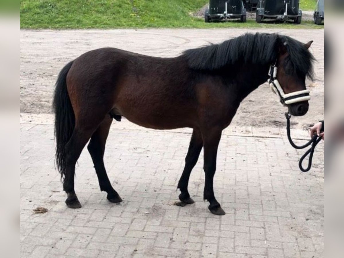 Dartmoor Pony Stallone 2 Anni 117 cm Baio scuro in GammelbyEckernförde