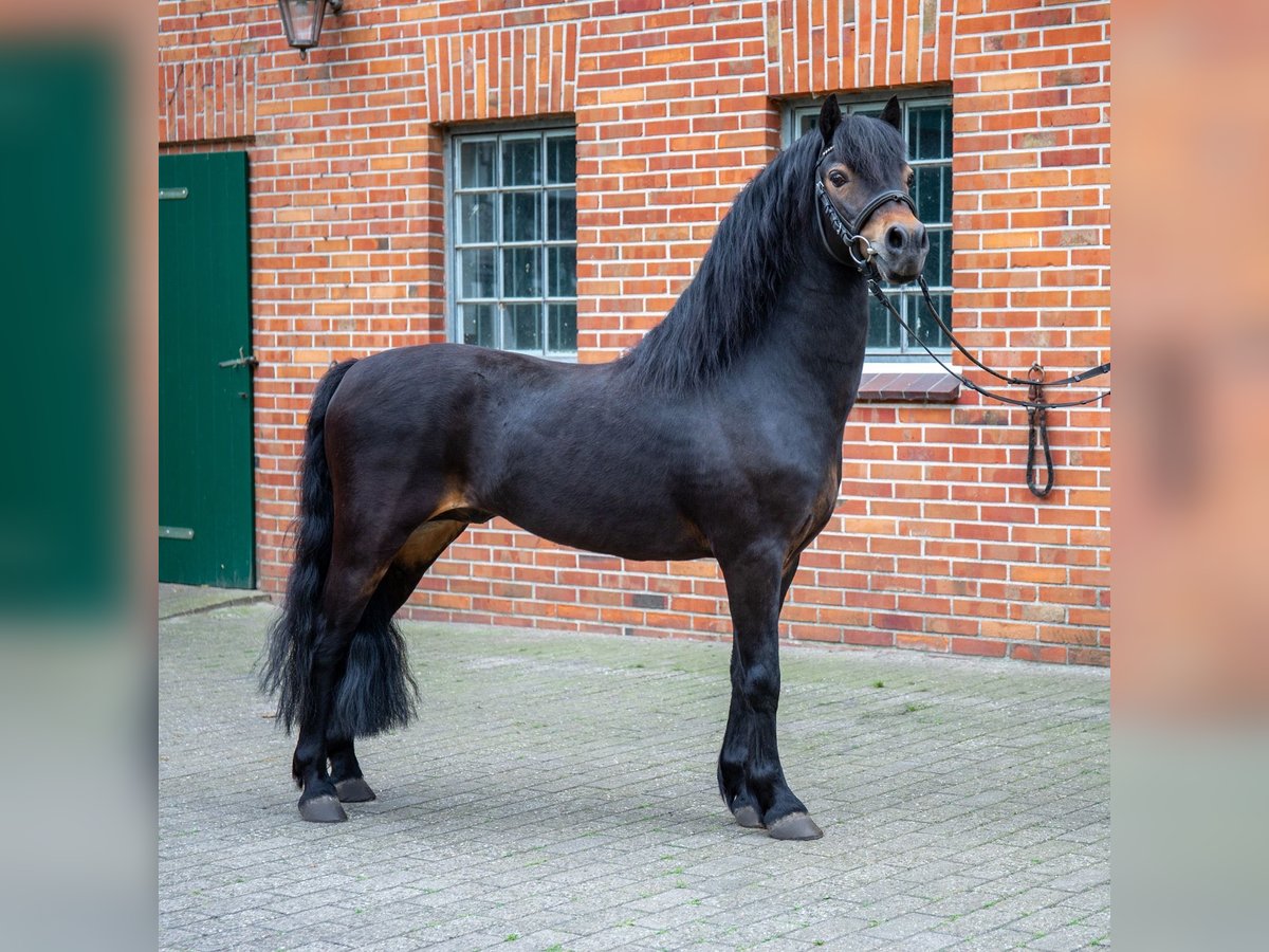 Dartmoor Pony Stallone Baio scuro in Edewecht