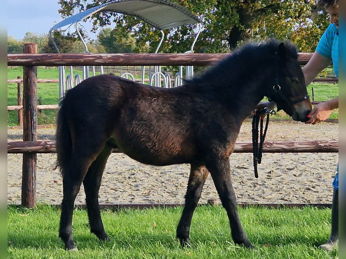 Dartmoor Pony Stallone Puledri (05/2025) 123 cm Baio scuro in Goch Dartmoor Pony Stallone Puledri (05/2025) 123 cm Baio scuro in Goch
