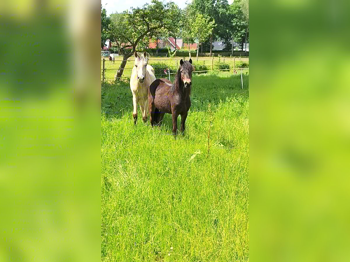 Dartmoor Stallion 1 year 12,1 hh Black in Edewecht
