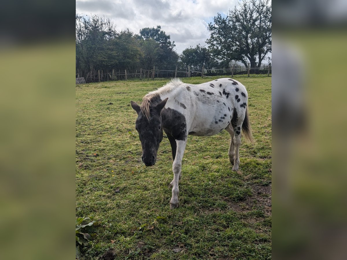 Dartmoor Stallion 1 year in Llanelli