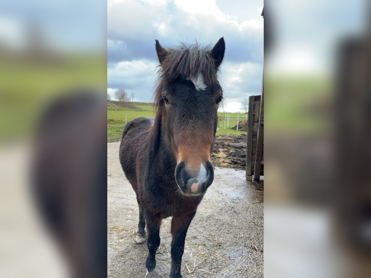 Dartmoor Mix Stallion 3 years 12,1 hh Brown in Maselheim