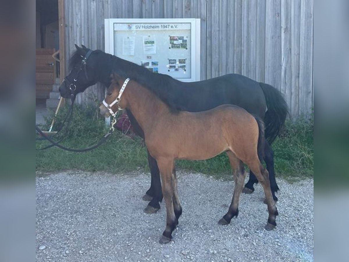 Dartmoor Stallion Foal (05/2025) Brown in Eichst&#xE4;tt