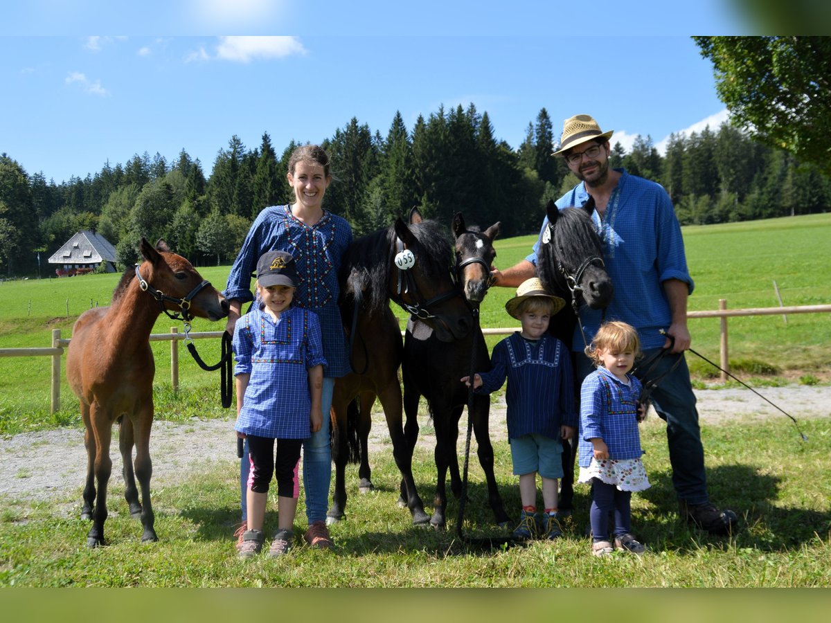 Dartmoor Stallion Foal (04/2024) Brown in Bonndorf im Schwarzwald