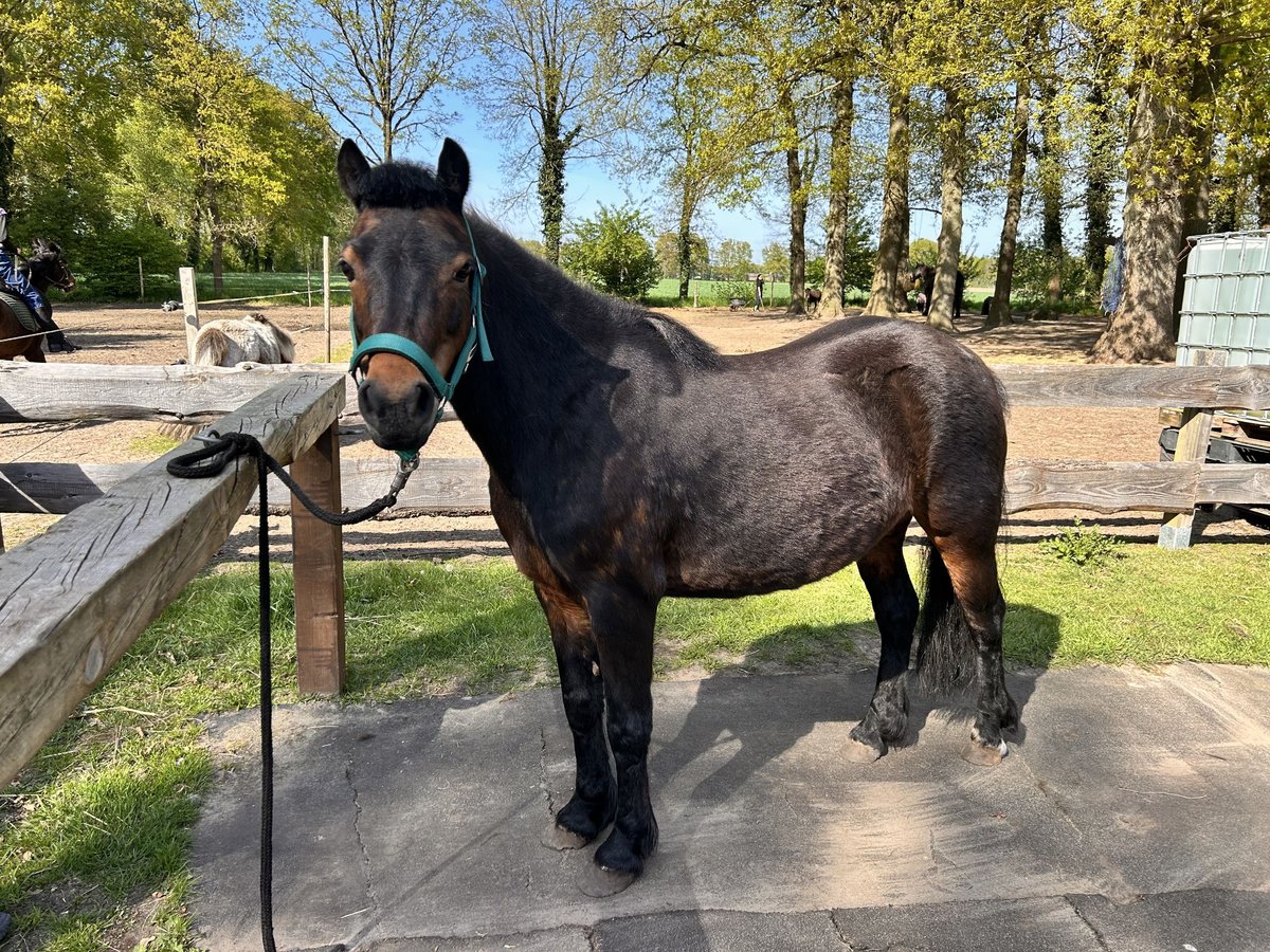 Dartmoor Stute 14 Jahre 121 cm Brauner in MeppenMeppen