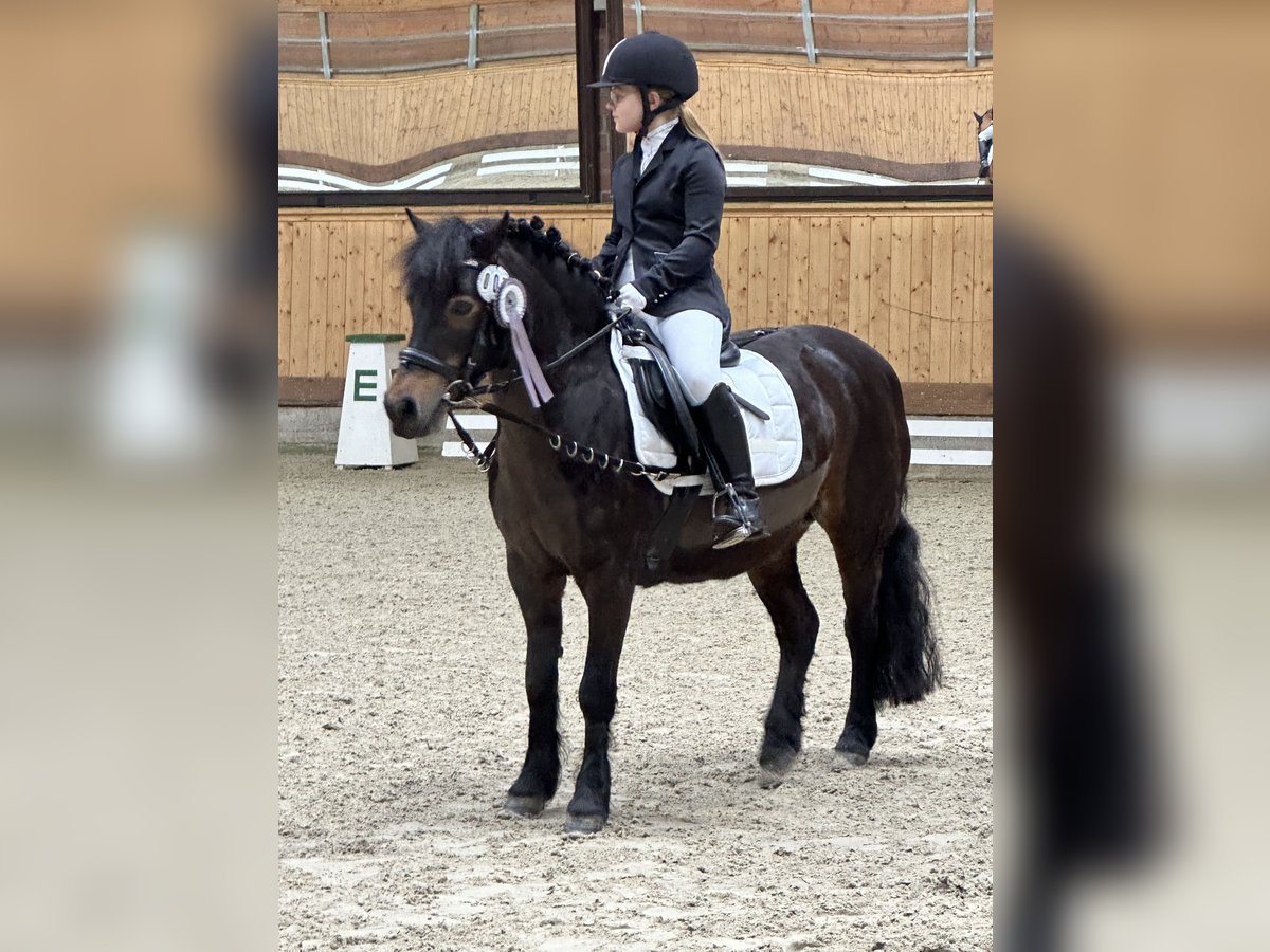 Dartmoor Stute 19 Jahre 128 cm Dunkelbrauner in B&#xF6;nningstedt