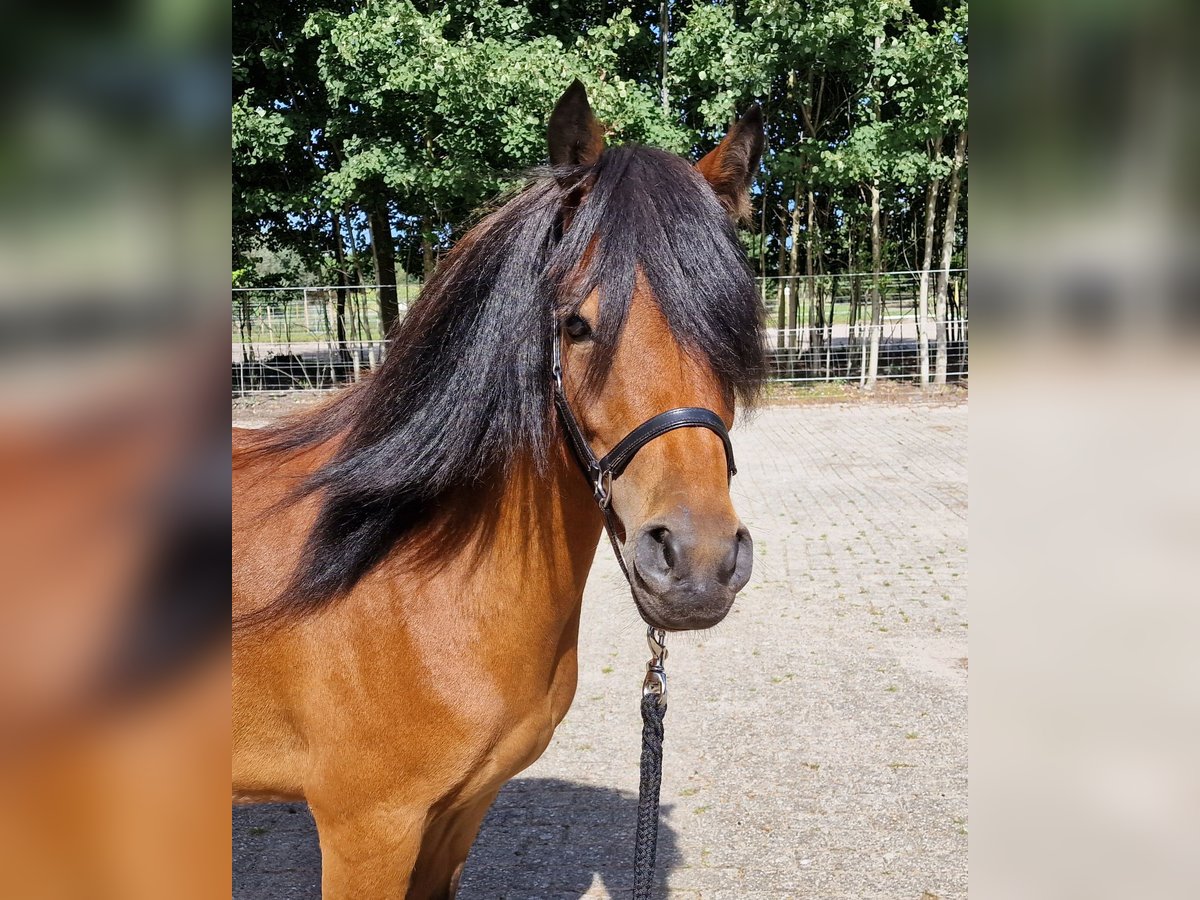 Dartmoor Mix Stute 3 Jahre 120 cm Brauner in Surwold