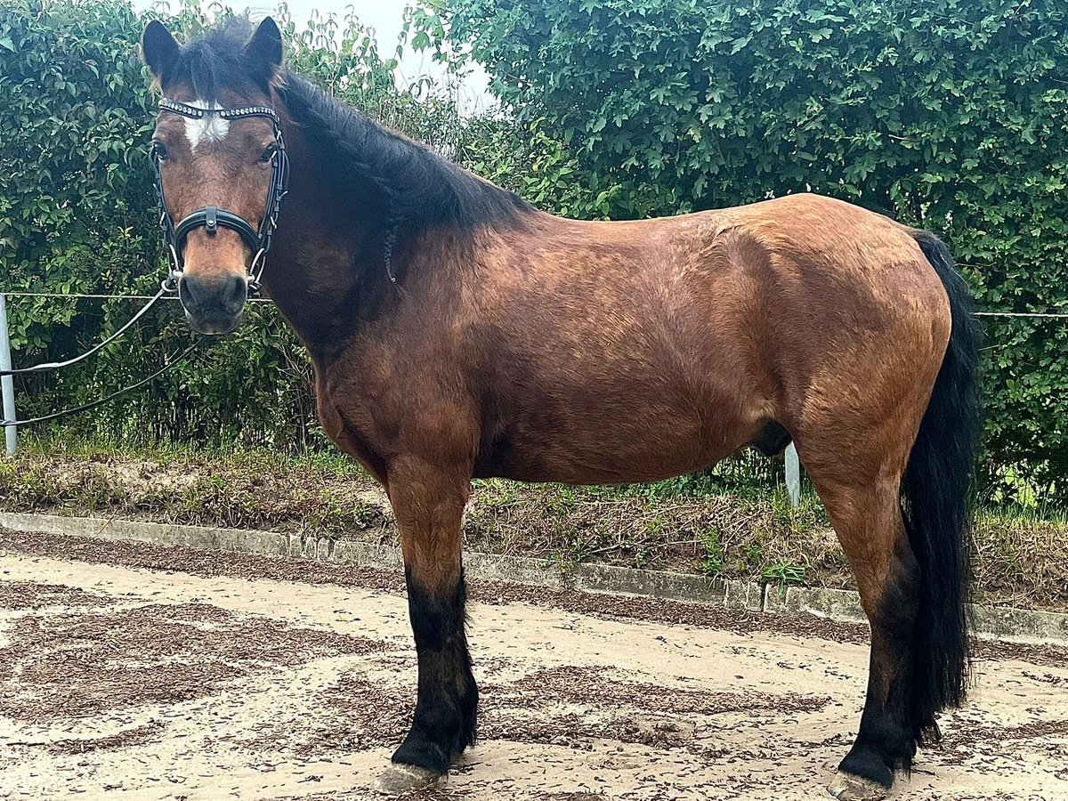 Dartmoor Wallach 22 Jahre 123 cm Brauner in Osdorf