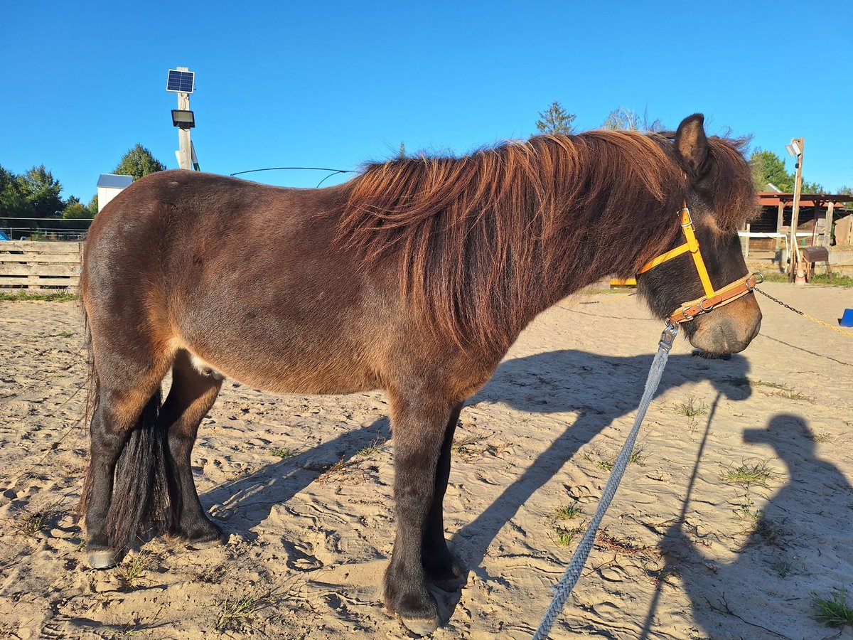 Dartmoor Mix Wallach 9 Jahre 118 cm Brauner in Dallgow-D&#xF6;beritz