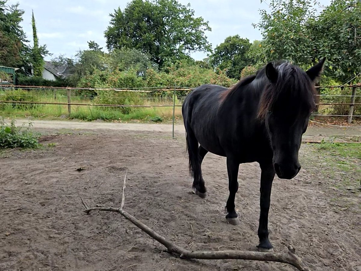 Dartmoor Wallach 9 Jahre 123 cm Schwarzbrauner in L&#xFC;nen