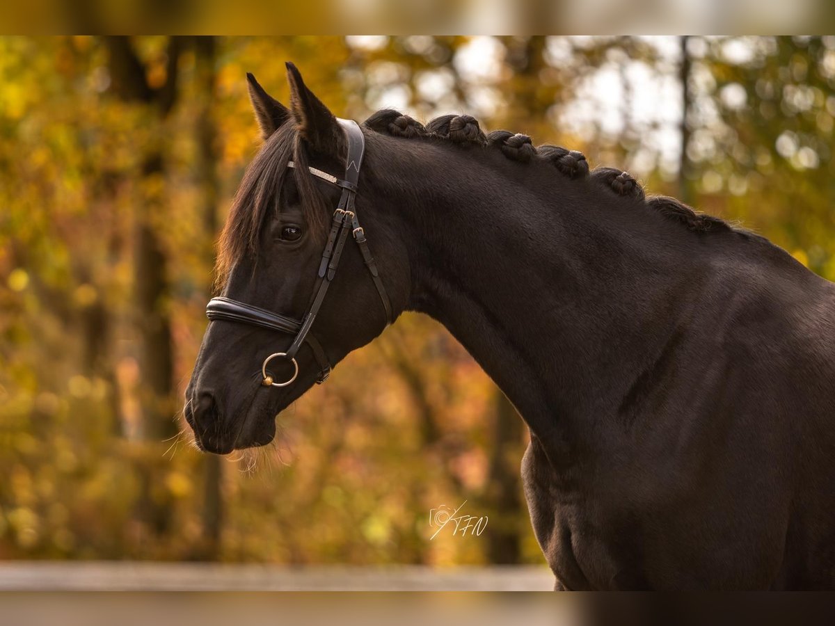 Quasimode ‎クオシモード Young Black Horse アナログ Andalusian Mix Mare 14 years 15.1 hh Black in Womrath