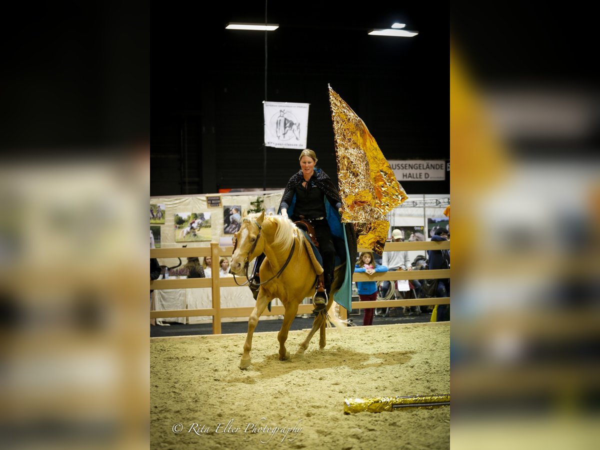 DC COOL GOODYS CHAMP American Quarter Horse Hengst Champagne in Nordhorn
