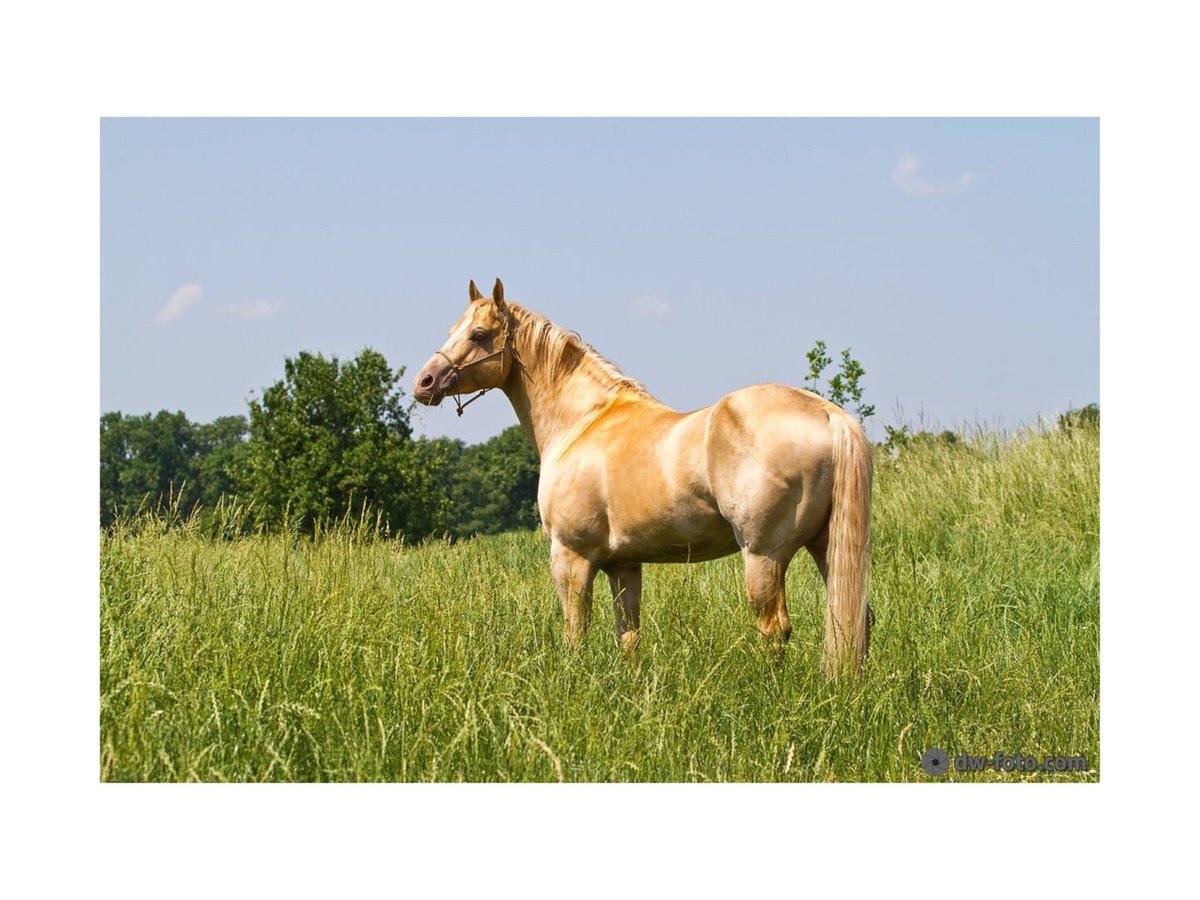 DC COOL GOODYS CHAMP American Quarter Horse Hengst Champagne in Nordhorn