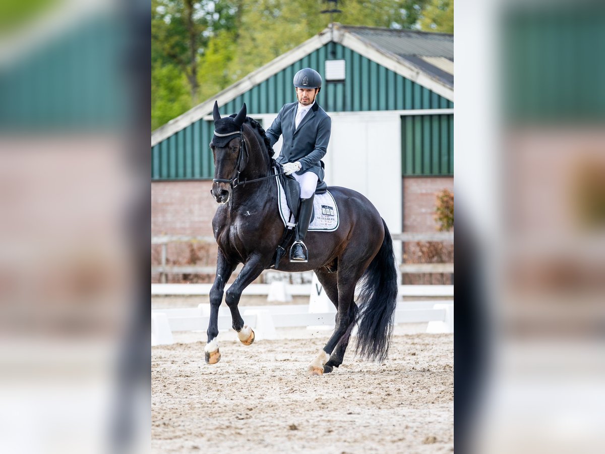 PRE Mix Stallion 6 years 16,2 hh Smoky-Black in Vinkeveen