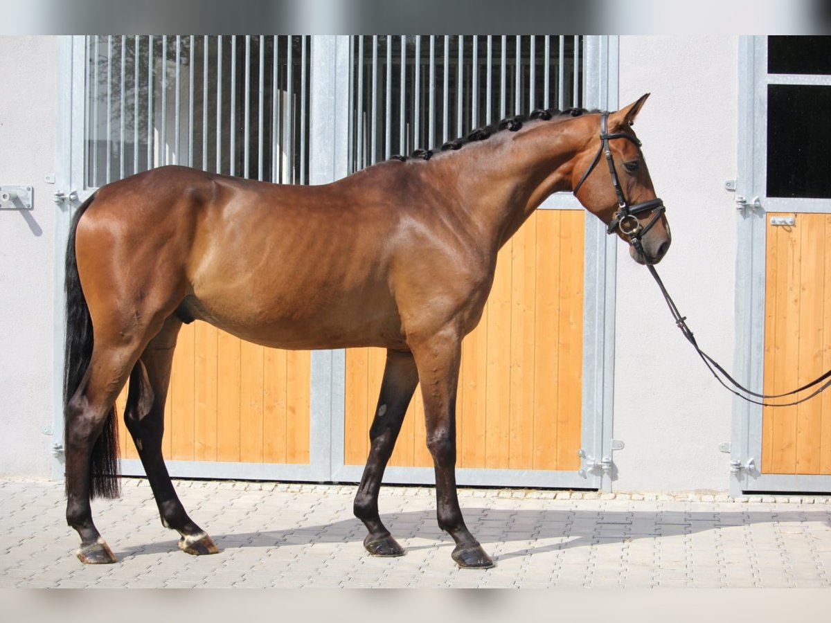 Brandenburg Warmblood Gelding 9 years 16,2 hh Brown in Erharting