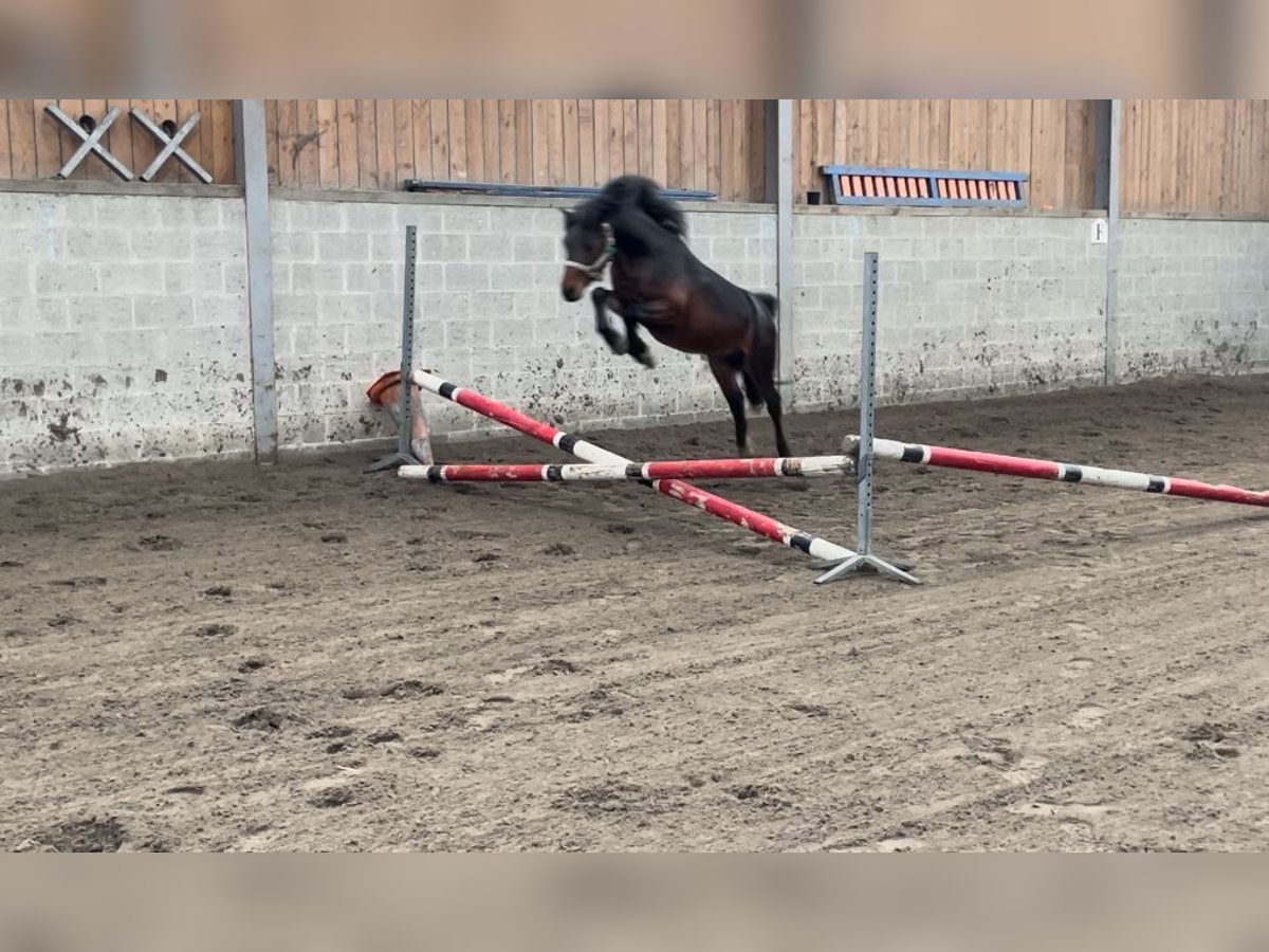 De l’Otri Charmeur Welsh A (Mountain Pony) Stallion Brown in Agimont