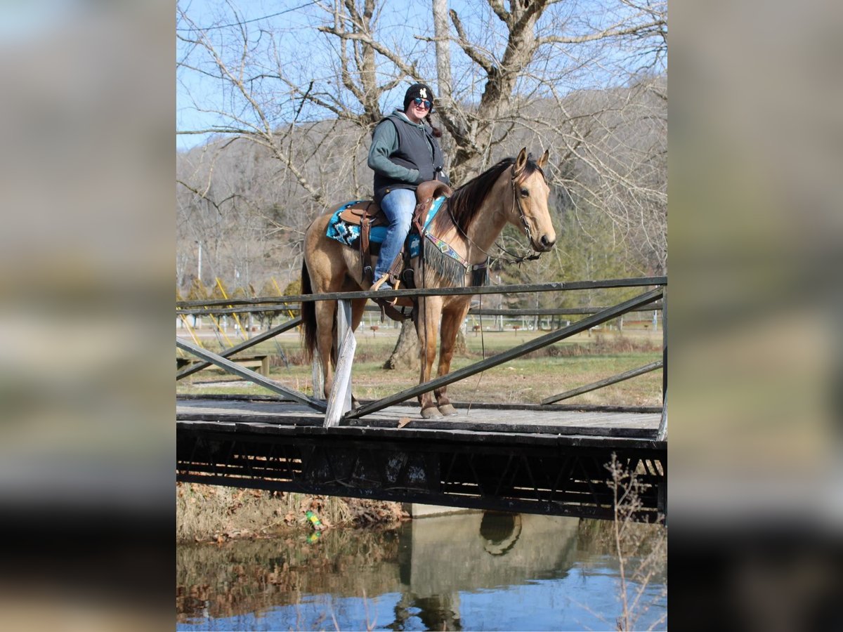 Deens warmbloed Hengst Brown Falb schimmel in Bryceville