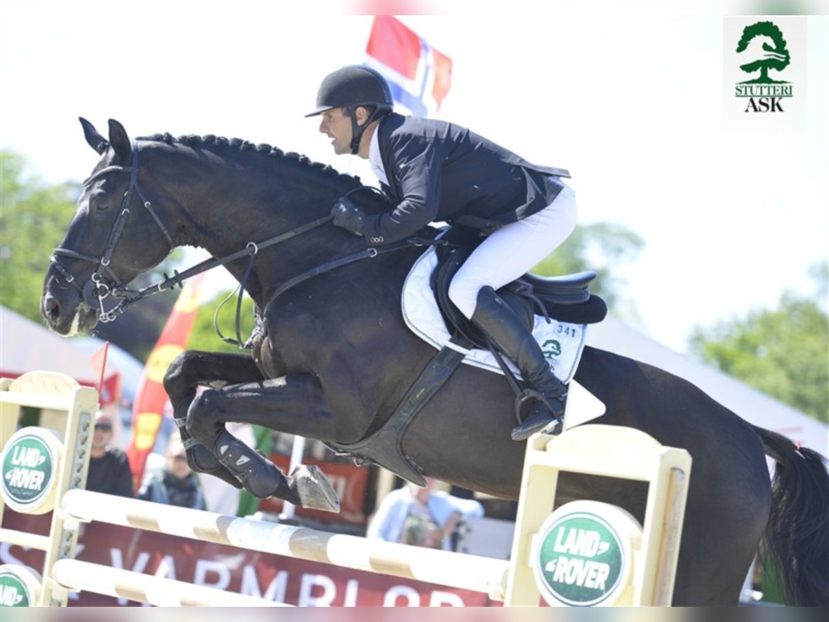 Deens warmbloed Hengst in Martofte