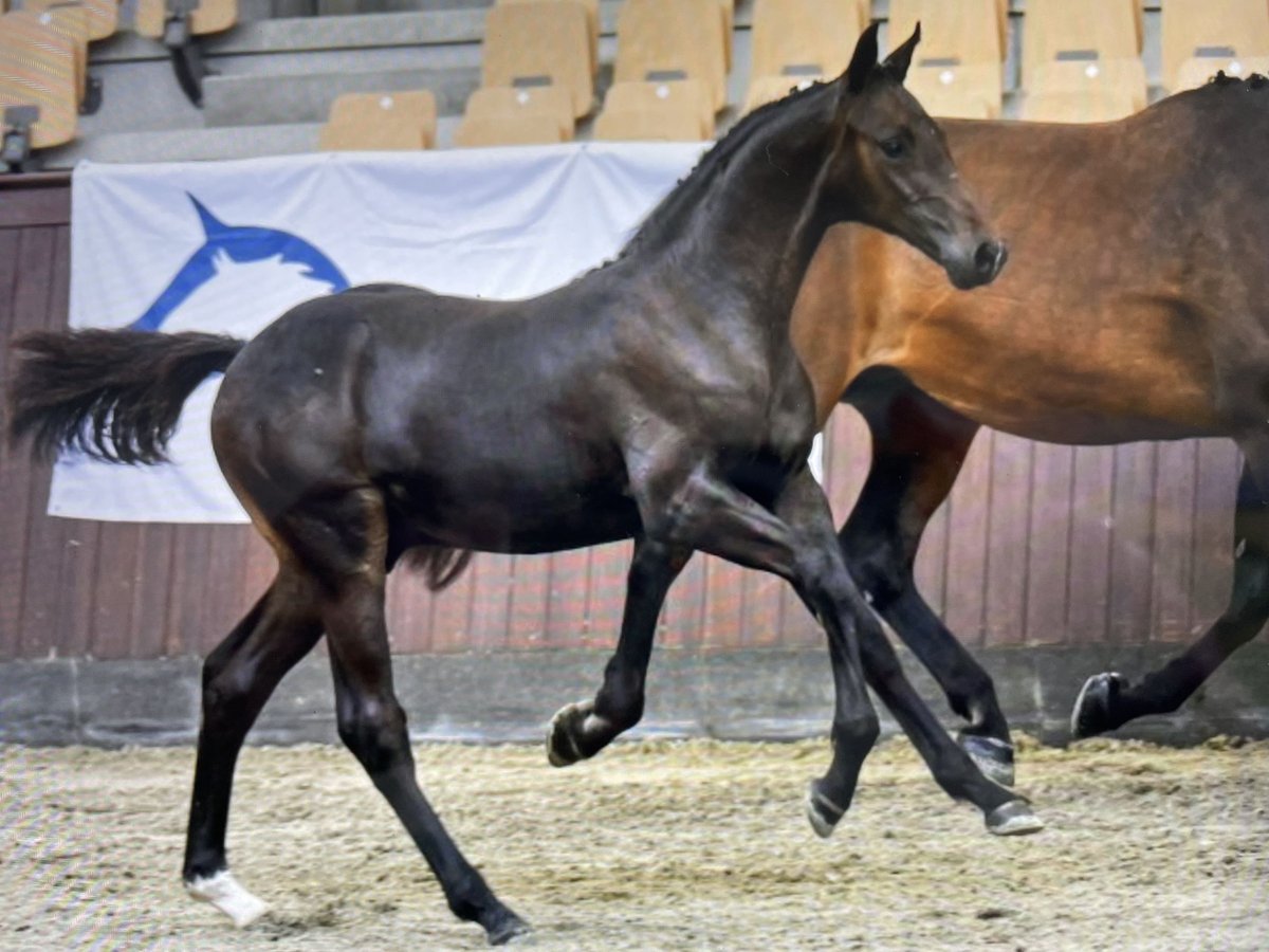 Deens warmbloed Hengst Veulen (04/2025) 170 cm Donkerbruin in Aabenraa