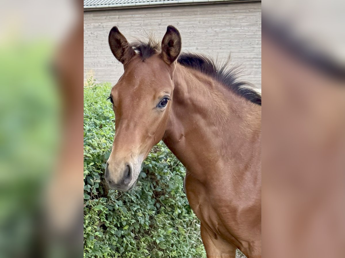 Deens warmbloed Hengst Veulen (04/2025) 170 cm Roodbruin in R&#xF8;m&#xF8;
