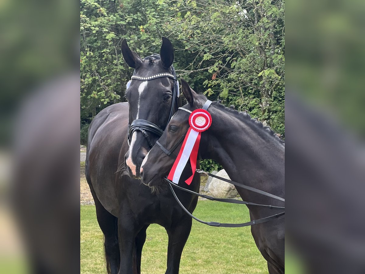Deens warmbloed Hengst Veulen (04/2025) 172 cm Zwart in Randers C