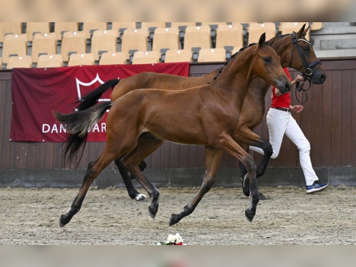 Deens warmbloed Hengst Veulen (04/2025) Bruin in Glamsbjerg