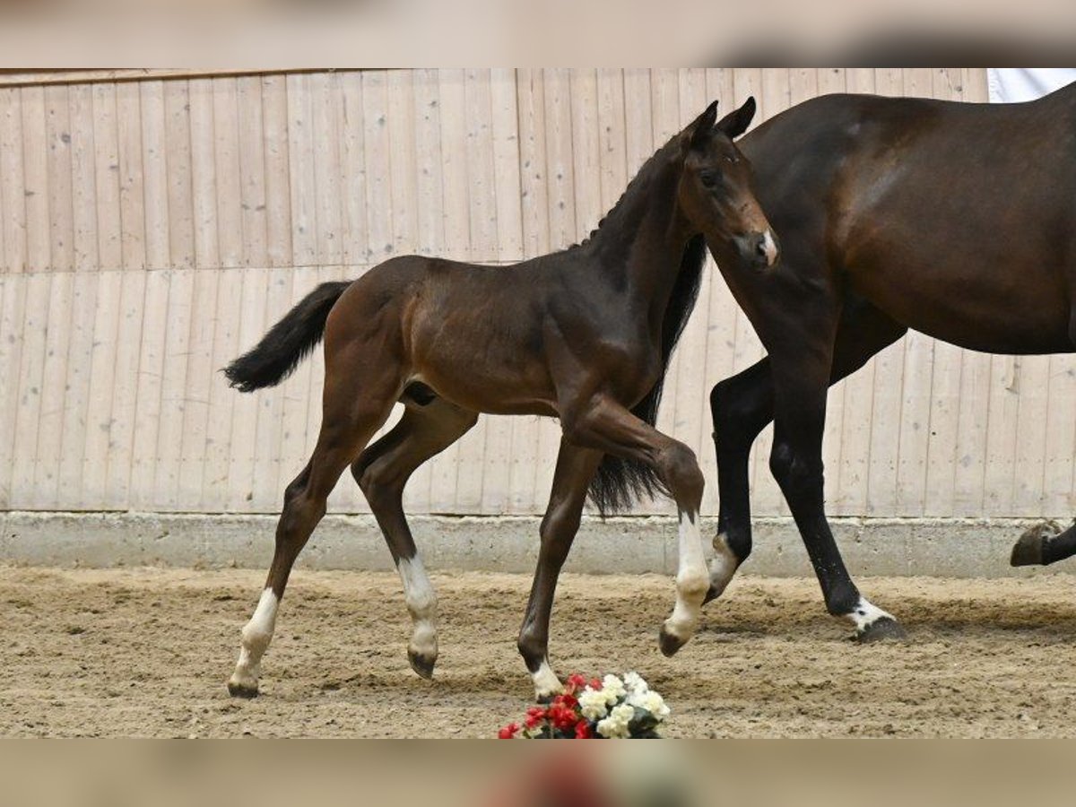 Deens warmbloed Hengst Veulen (06/2025) in Glamsbjerg