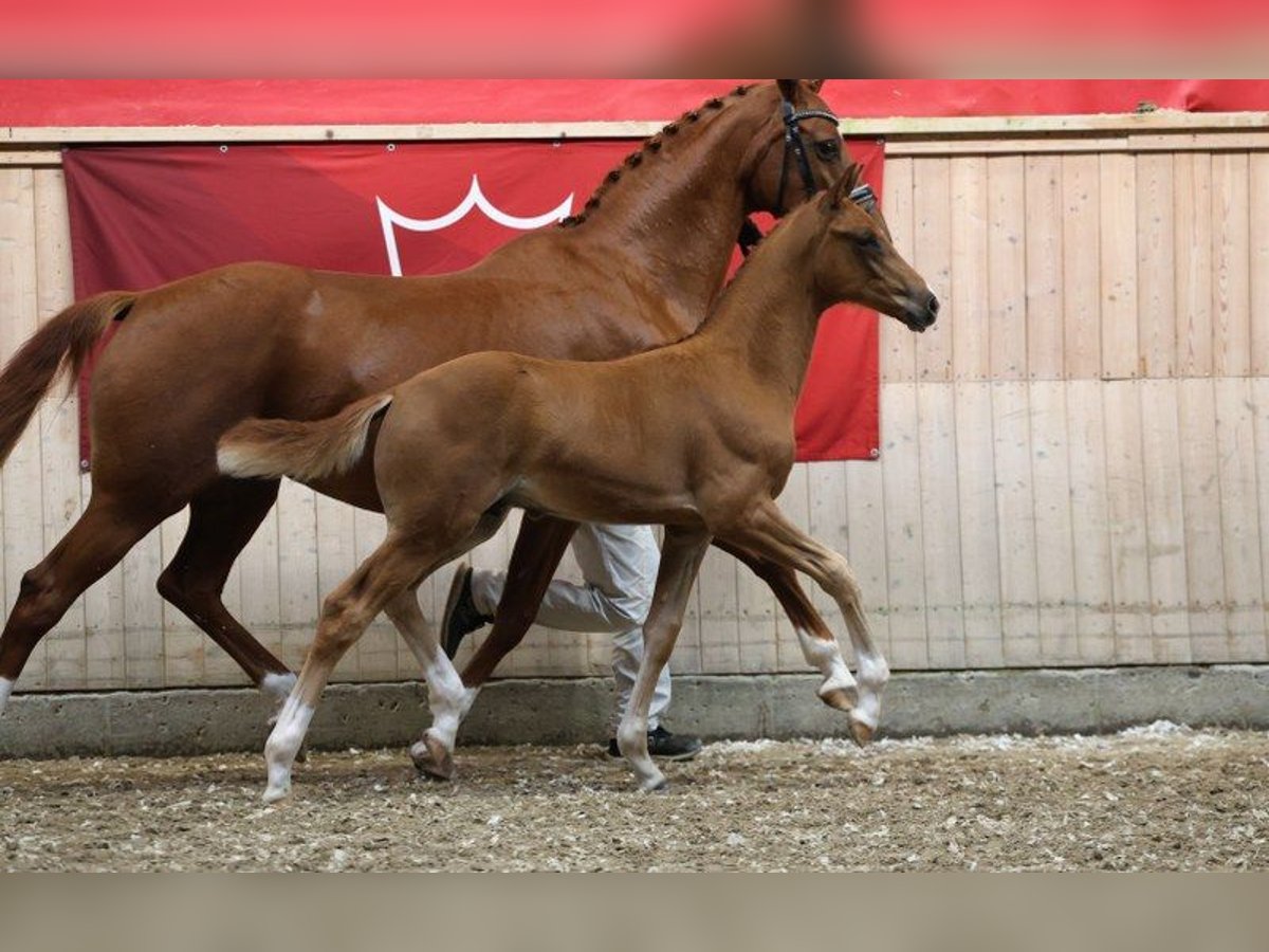 Deens warmbloed Hengst Veulen (05/2025) in Glamsbjerg
