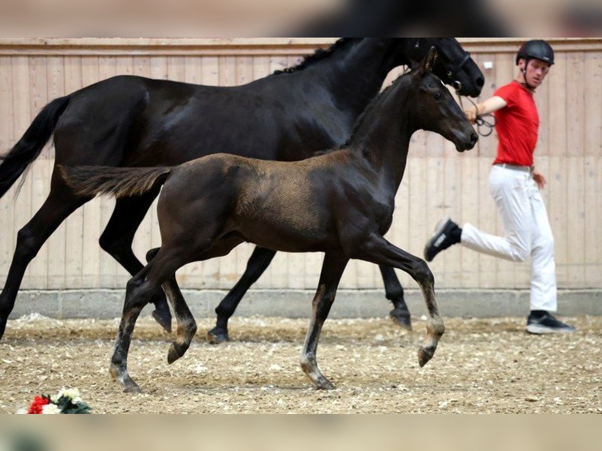 Deens warmbloed Hengst Veulen (05/2025) in Glamsbjerg