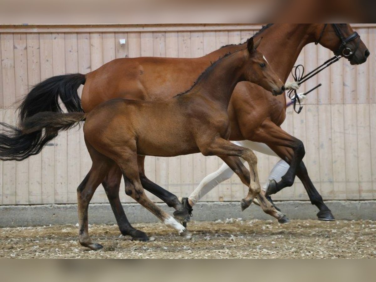 Deens warmbloed Hengst Veulen (05/2025) in Glamsbjerg
