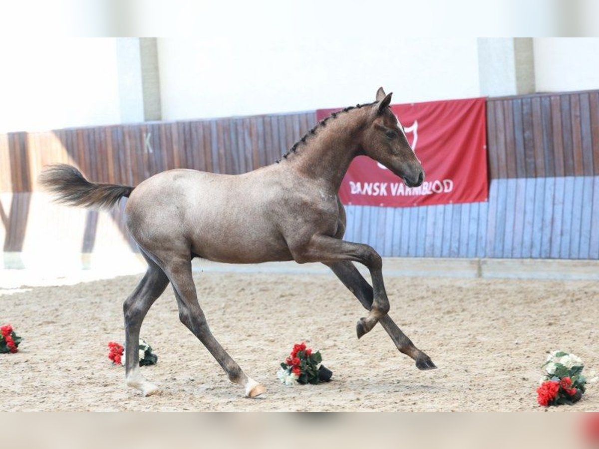 Deens warmbloed Hengst Veulen (04/2025) in Glamsbjerg