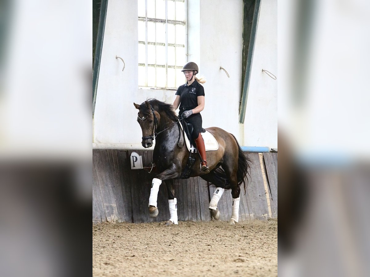 Deens warmbloed Merrie 10 Jaar 166 cm Red Dun in Gislev