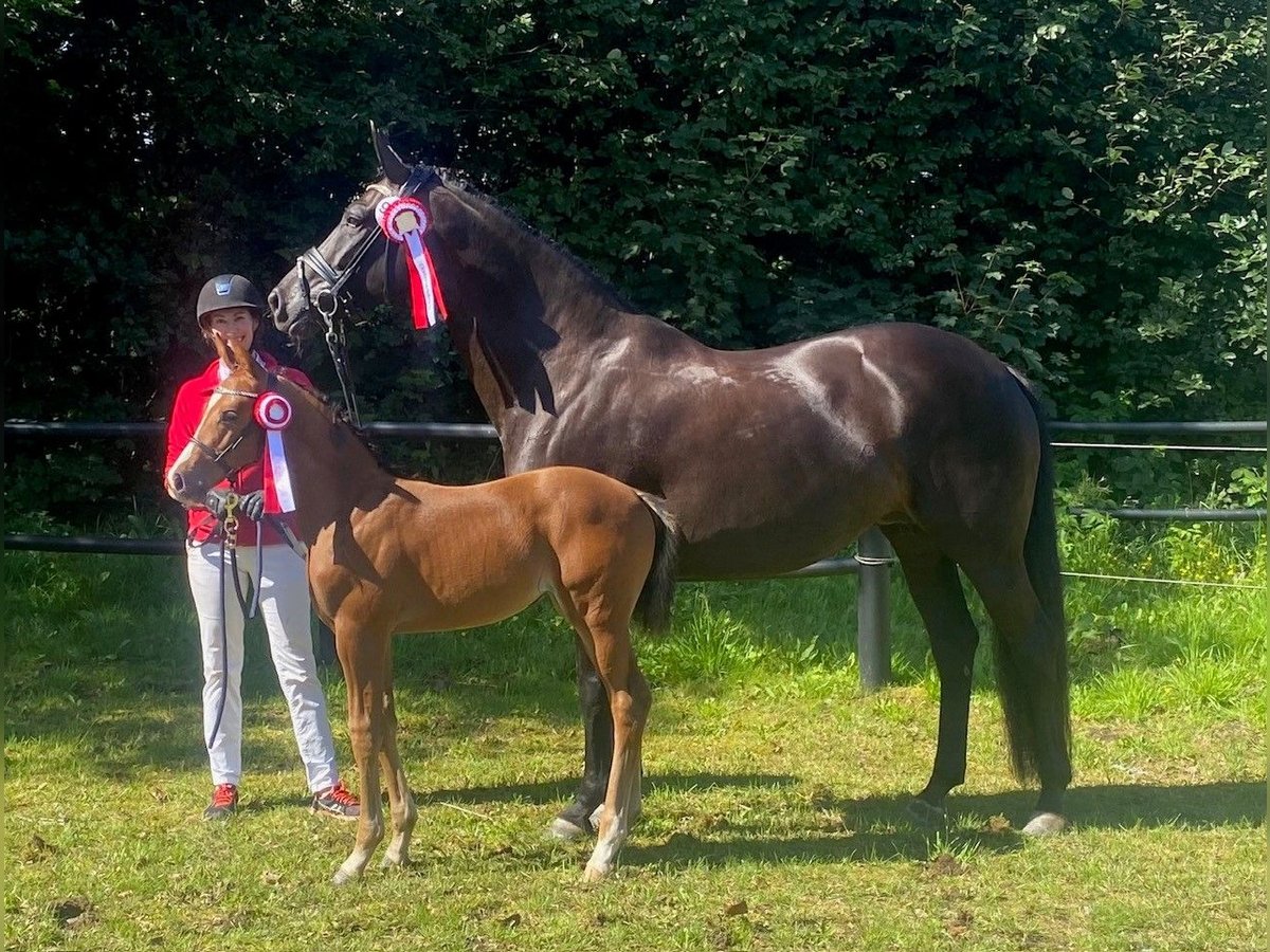 Deens warmbloed Merrie 12 Jaar 167 cm Donkerbruin in Randers C