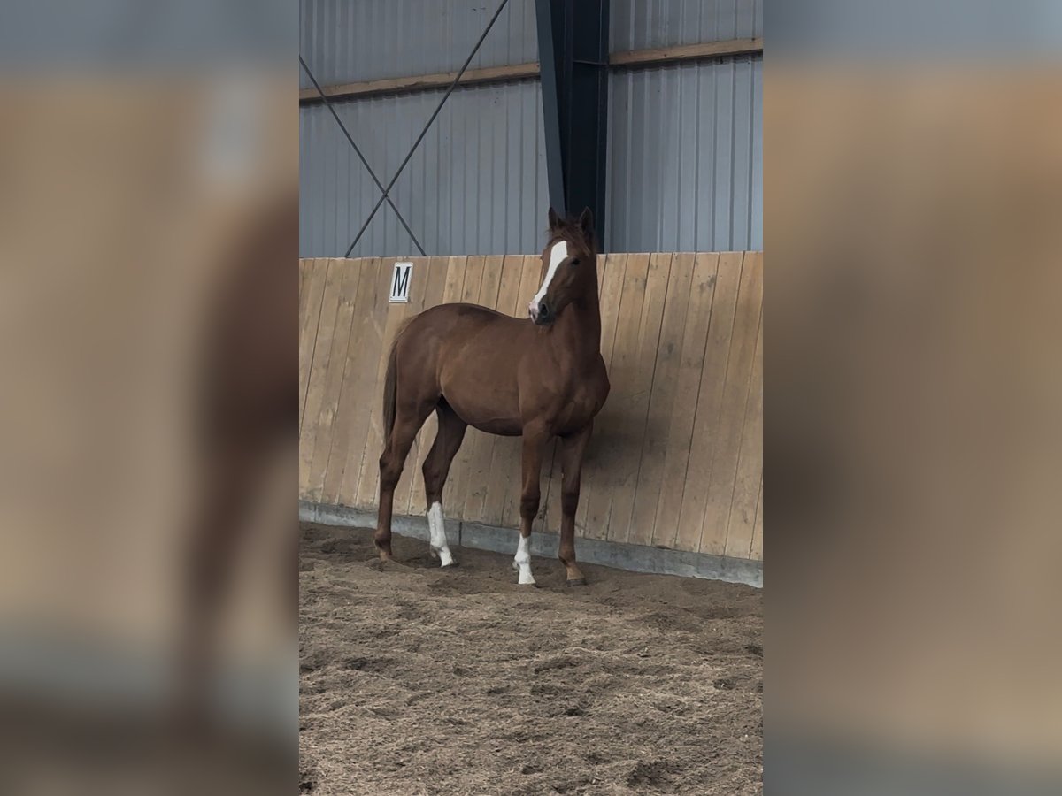 Deens warmbloed Merrie 1 Jaar 168 cm Red Dun in Br&#xE6;dstrup