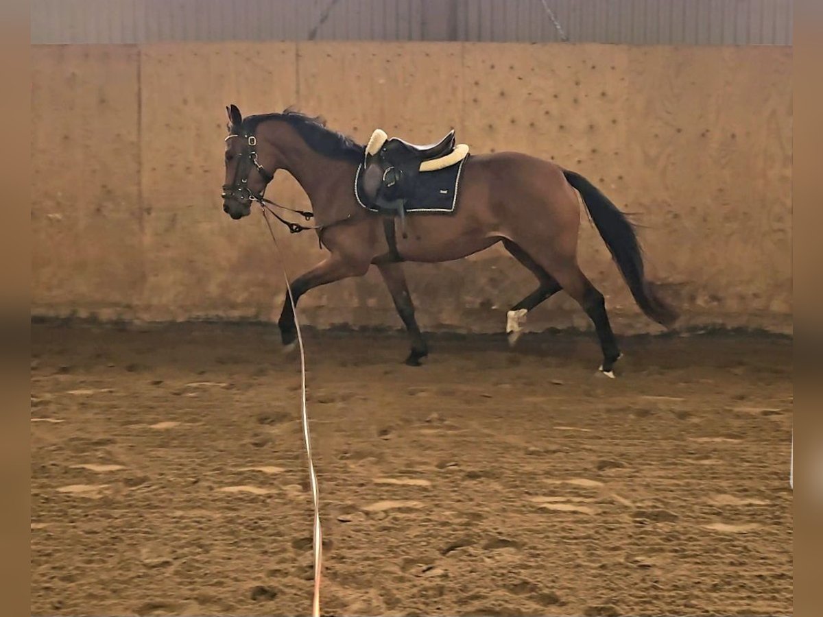 Deens warmbloed Mix Merrie 3 Jaar 156 cm Roodbruin in Ljungskile