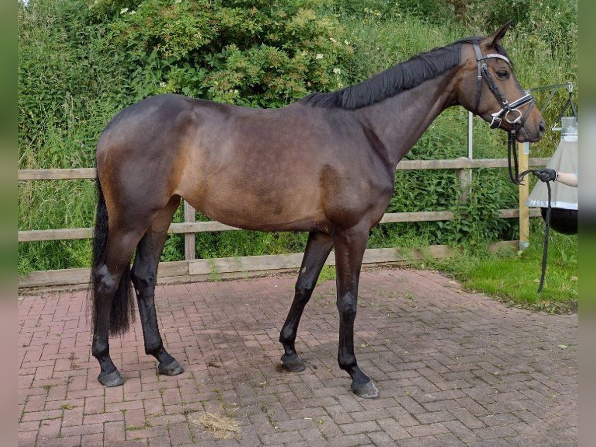 Deens warmbloed Merrie 4 Jaar 164 cm Donkerbruin in Viöl