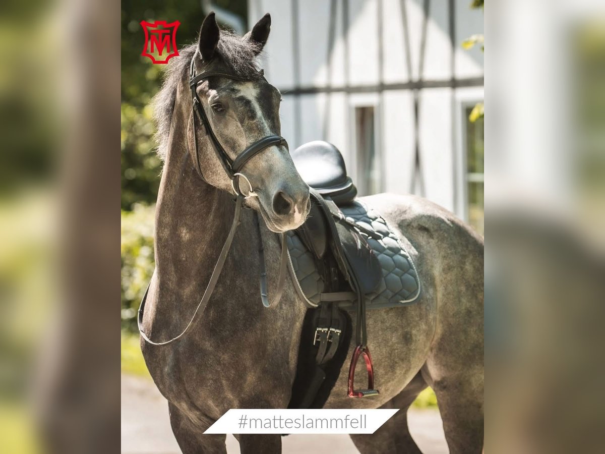 Deens warmbloed Merrie 4 Jaar 168 cm Schimmel in MurrhardtMurrhardt