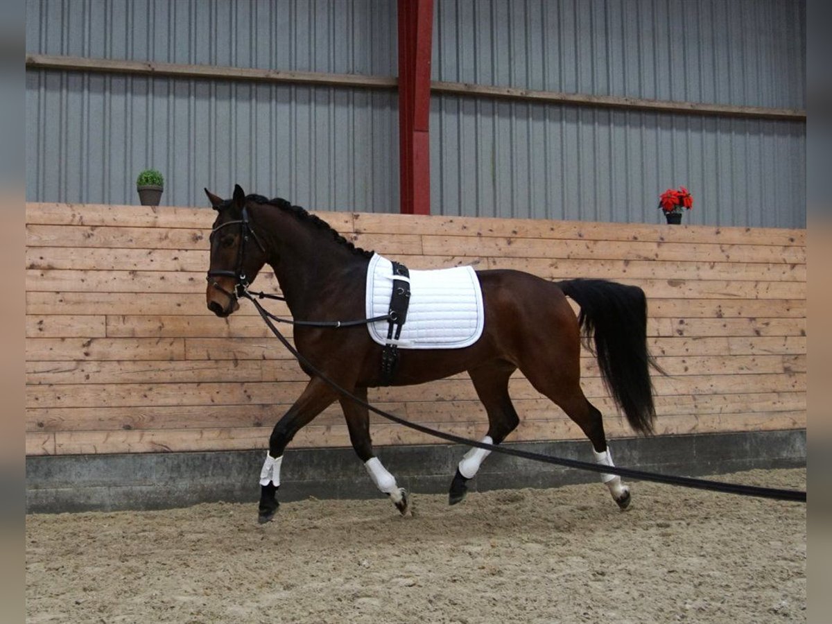 Deens warmbloed Merrie 5 Jaar 165 cm Bruin in Aarre, Varde