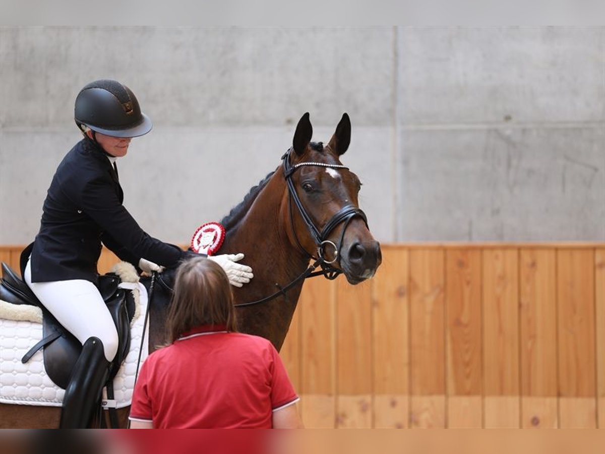 Deens warmbloed Merrie 5 Jaar 170 cm Bruin in Odense