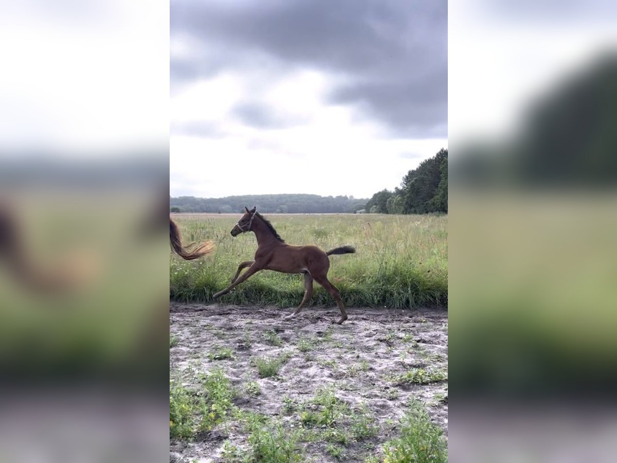 Deens warmbloed Merrie veulen (06/2024) 170 cm Bruin in Randers SV