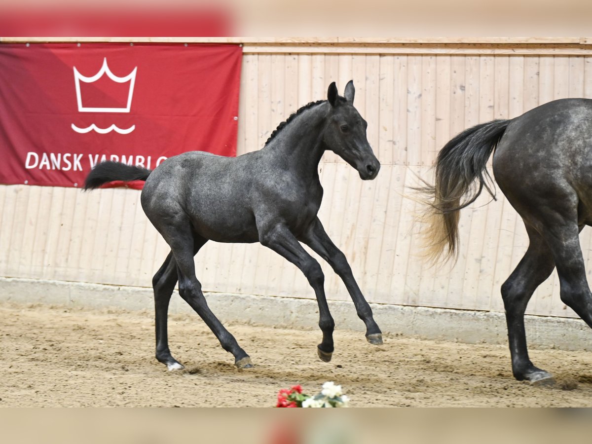 Deens warmbloed Merrie Veulen (05/2025) in Glamsbjerg