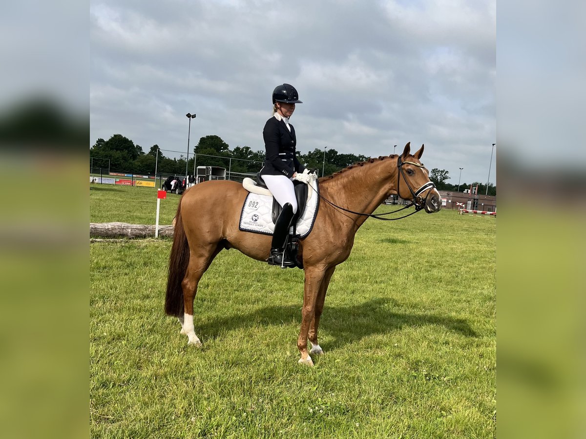 Deens warmbloed Ruin 16 Jaar 170 cm Vos in Chaam