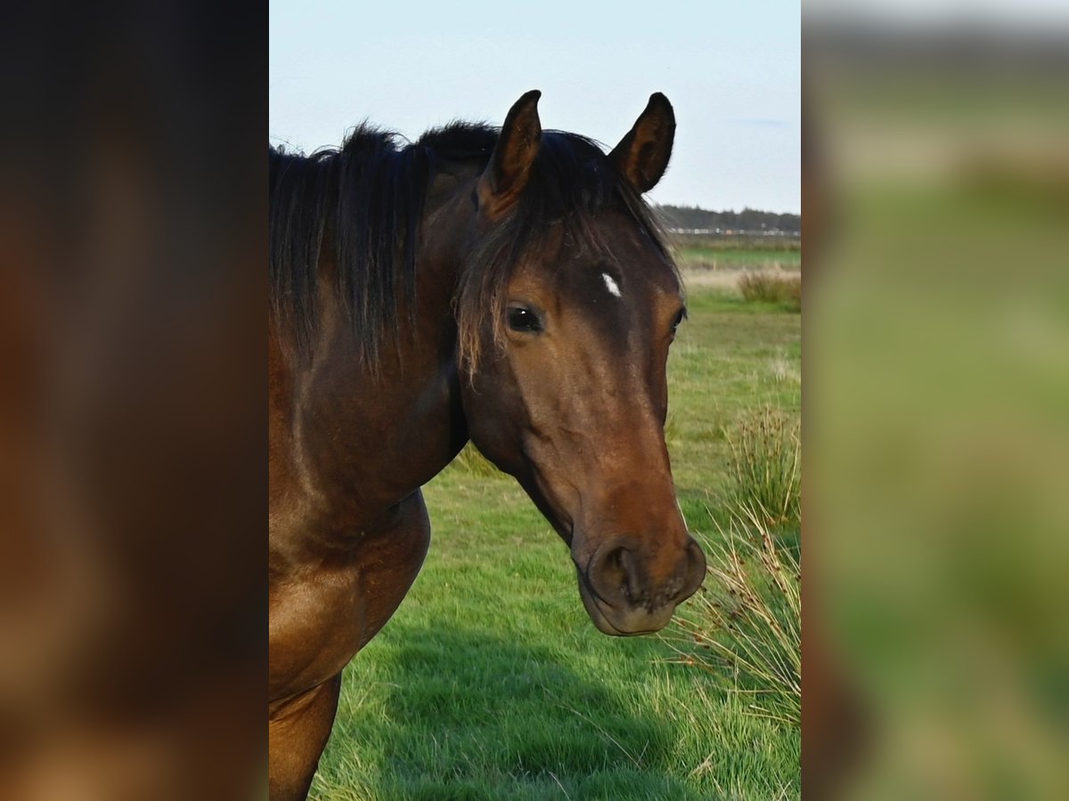 Deens warmbloed Ruin 1 Jaar 170 cm Bruin in Bredebro