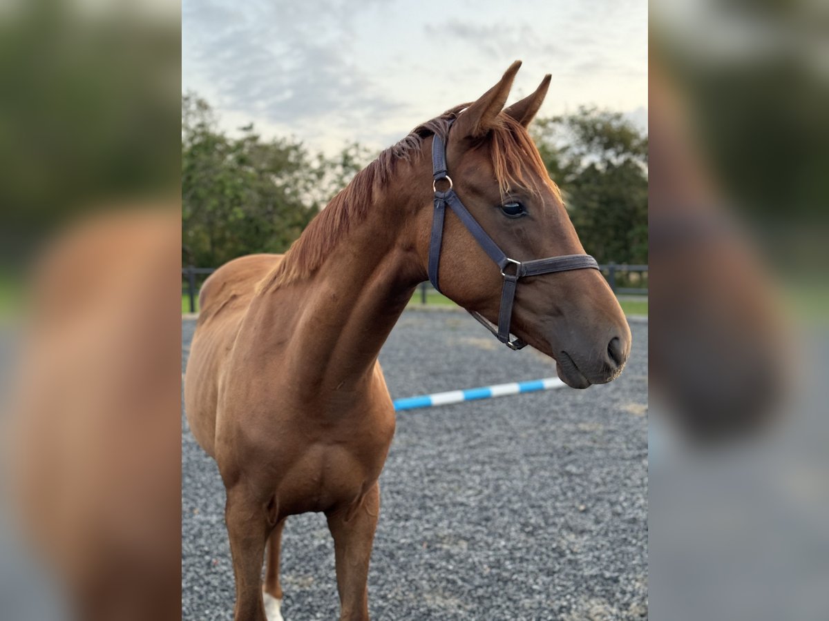 Deens warmbloed Ruin 2 Jaar 170 cm Donkere-vos in Hj&#xF8;rring