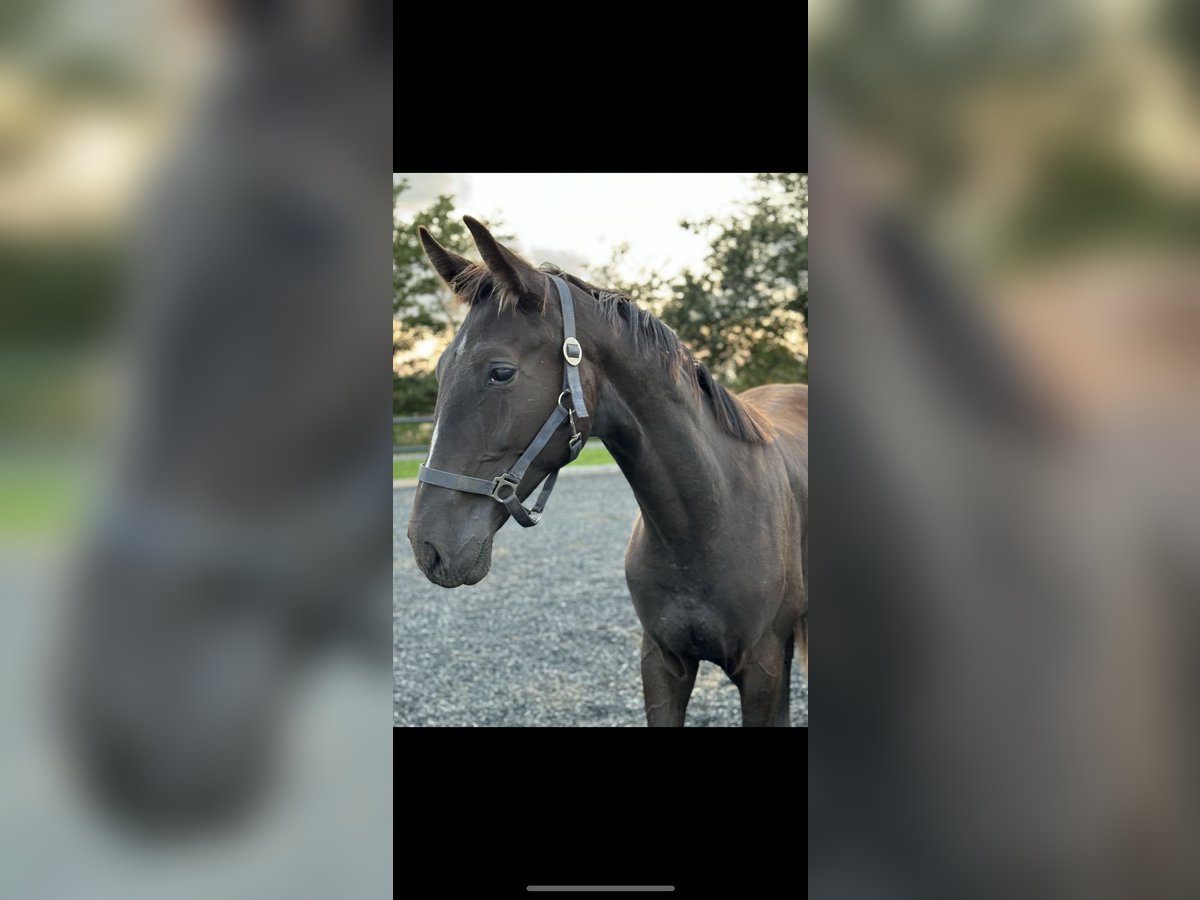 Deens warmbloed Ruin 2 Jaar 170 cm Zwart in Hj&#xF8;rring