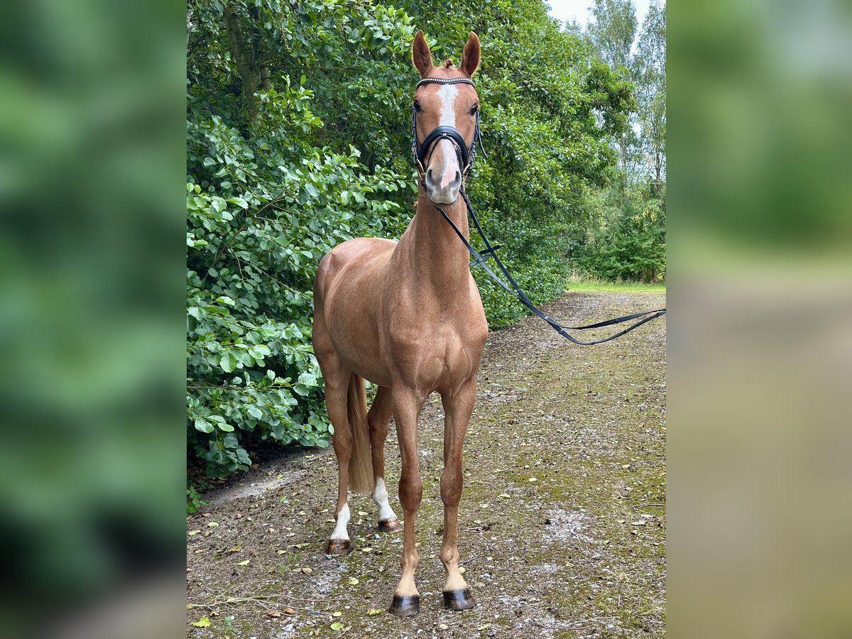 Deens warmbloed Ruin 3 Jaar 164 cm Donkere-vos in S&#xF8;llested