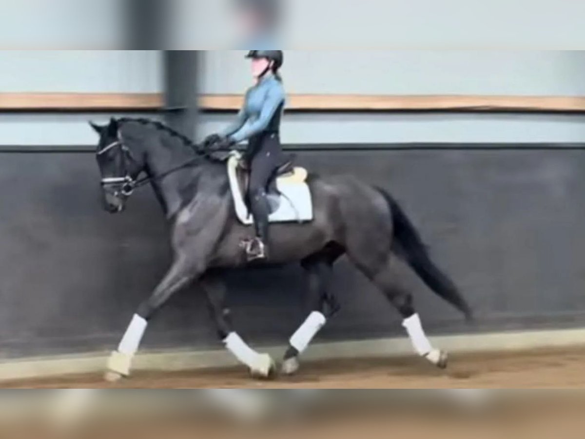 Deens warmbloed Ruin 4 Jaar 169 cm Donkerbruin in B&#xF8;rkop