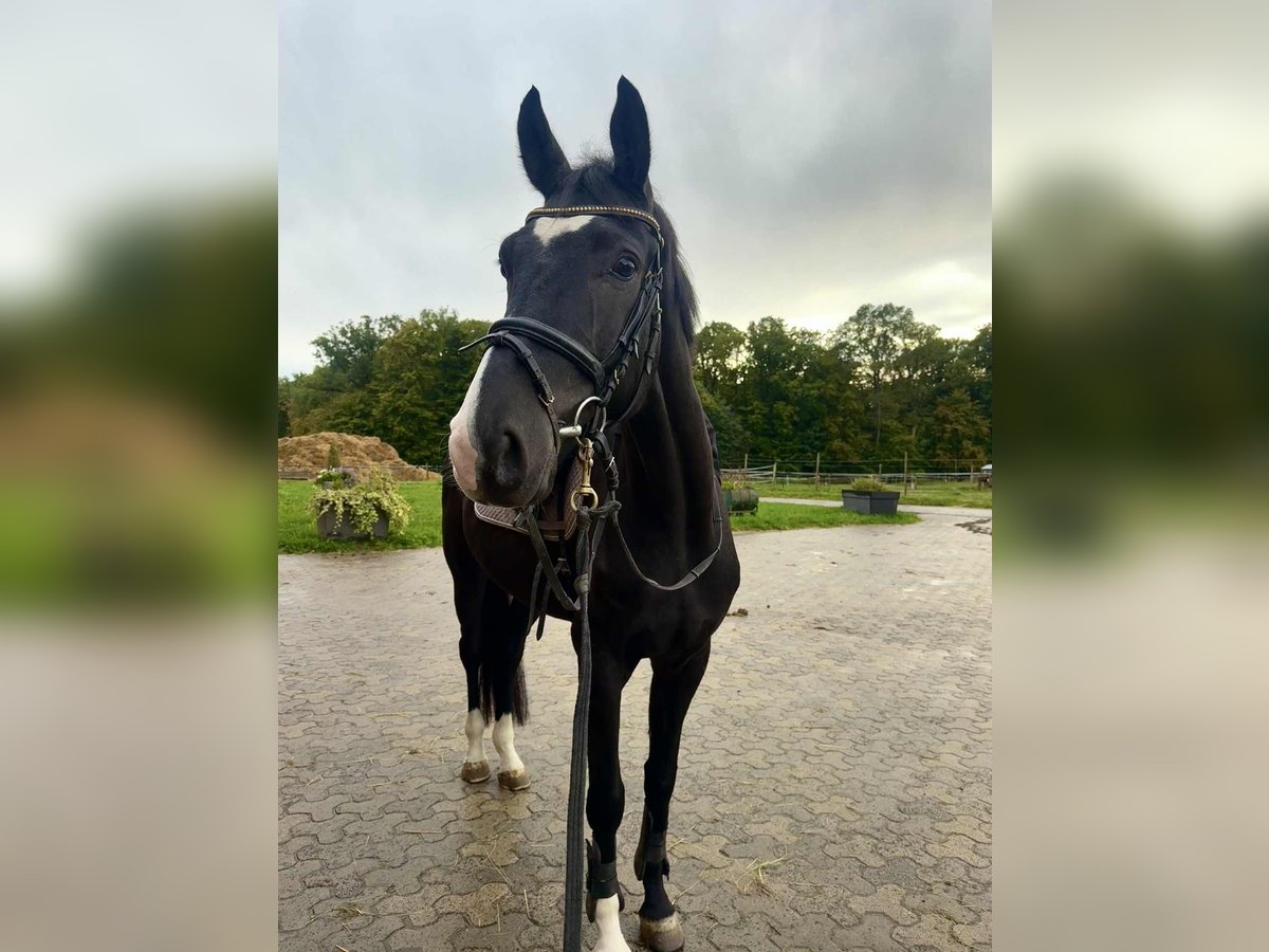 Deens warmbloed Ruin 4 Jaar 169 cm Zwart in Gückingen Deens warmbloed Ruin 4 Jaar 169 cm Zwart in Gückingen