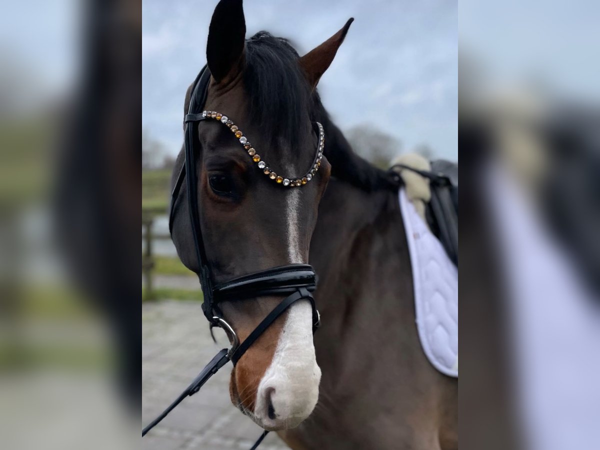 Deens warmbloed Ruin 4 Jaar 170 cm Bruin in Helsinge